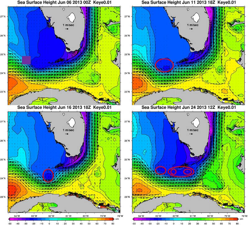 Figure 2. Sea surface height and surface currents (color contours and black arrows) calculated from the FKEYS-HYCOM model are shown above for four dates in June 2013.  The plot boundaries represent the model domain.  The location of the project's current meter moorings is indicated in the upper left-hand panel with a purple square. Note the cyclonic (counter-clockwise) circulations (circled in red) south of the Keys, deflecting the Florida Current farther to the south in the Straits of Florida.