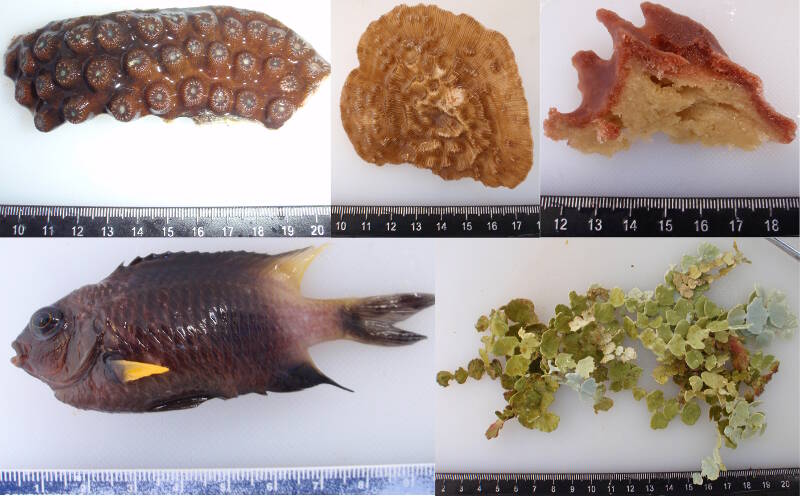 Figure 2- Target species collected from Pulley Ridge and Dry Tortugas: Montastraea cavernosa, Agaricia sp., Xestospongia muta, Stegastes partitus, and Halimeda sp. 