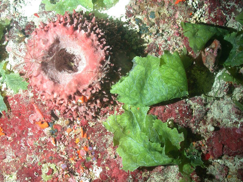 The giant barrel sponge, Xestospongia muta, with crinoids at 68 m on Pulley Ridge. This image is taken using a remotely operated vehicle with a camera that points straight down, so you are viewing the top of the sponge.