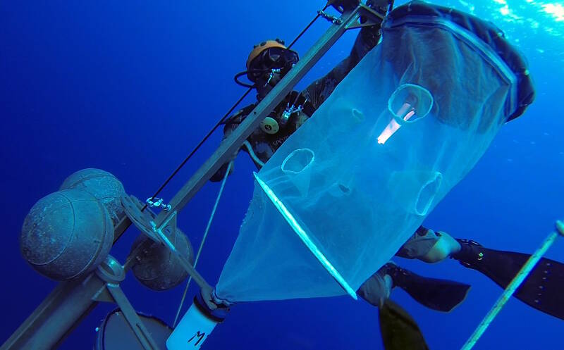 Cedric Guigand deploys light traps in the evening. A total of six nets on two moorings will collect plankton and larval fish overnight to help researchers understand the connection between where species begin their life and where they settle to become adults.
