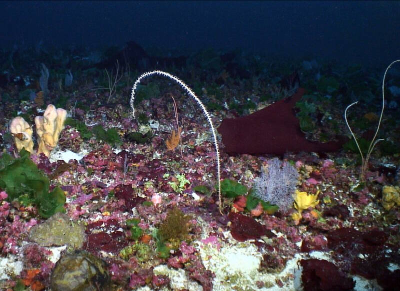 August 21: The Flora and Fauna of Pulley Ridge – the Deepest Mesophotic Reef off the Continental U.S.