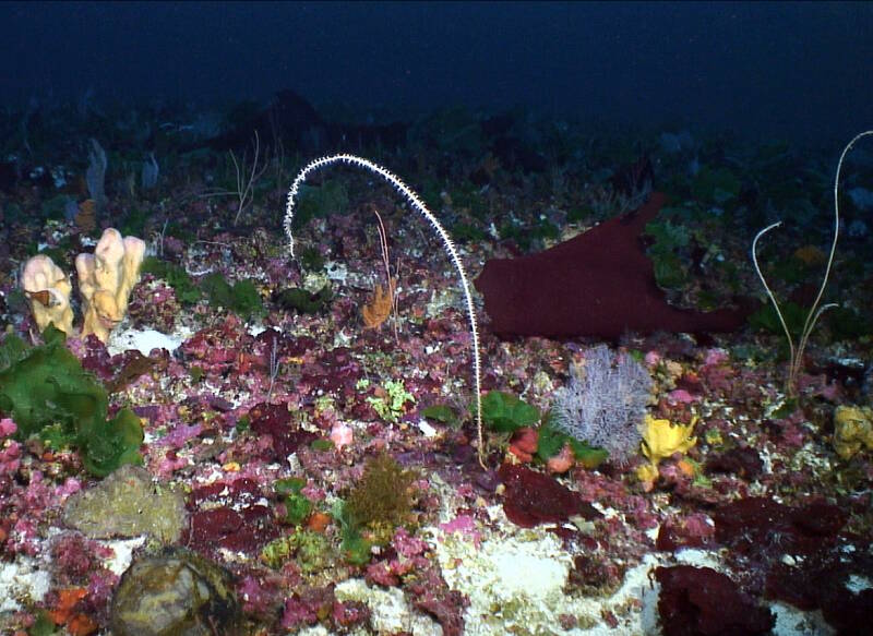 West Pulley Ridge outside the Habitat Area of Particular Concern.