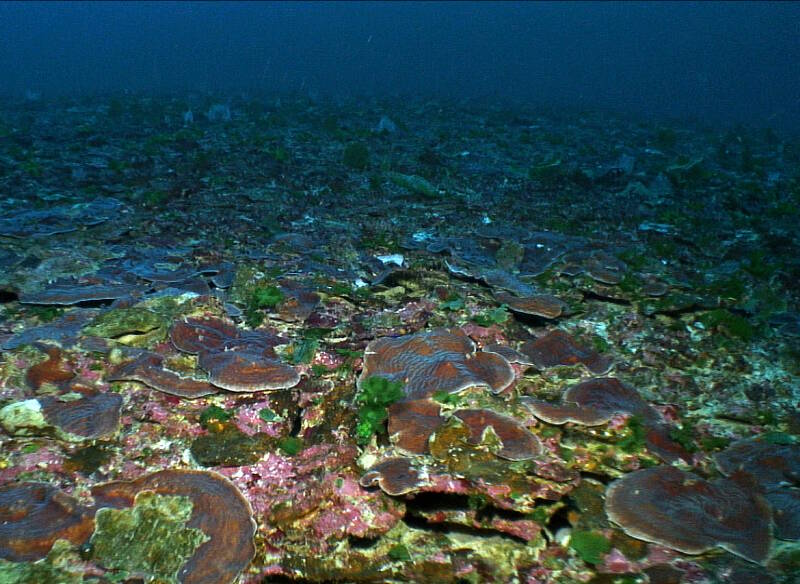 Large patches (up to 60 meters across) of nearly continuous plate coral Agaricia