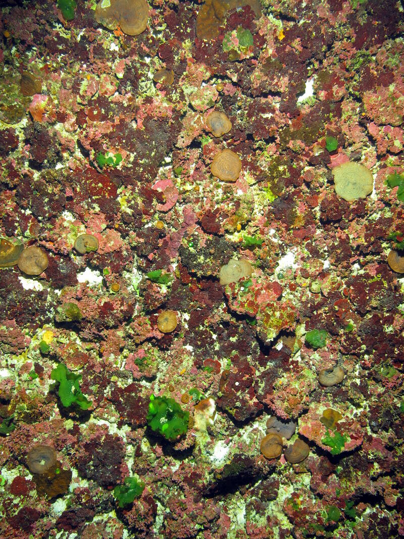 A large number of small colonies of plate coral Agaricia.