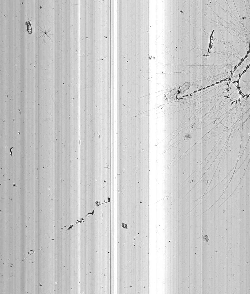 Images from the In-situ Ichthyoplankton Imaging System (ISIIS) imaging sensor.