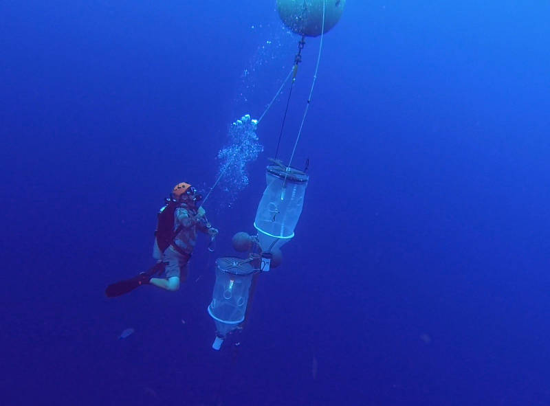 A diverse coral reef dominated by the hard coral, Montastraea cavernosa.