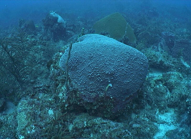 August 25: The Mohawk ROV’s 100th Dive and the Discovery of the Halophila Seagrass Beds