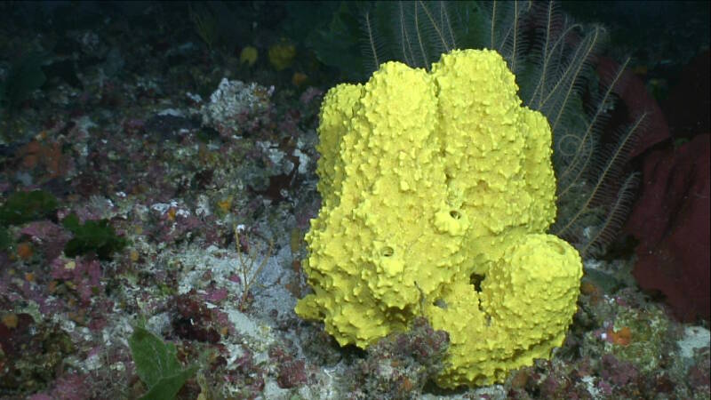 A high diversity of plants and animals including sponges (such as this yellow sponge, Pseudoceratina crassa), green algae (Anadyomene), crustose coralline algae encrusting the rocks, and crinoids.