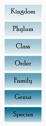 Hierarchy of traditional rank-based classification of organisms.