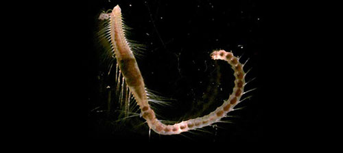 Bristle worm collected from seafloor mud with a box core during a 2002 Arctic ocean exploration mission.