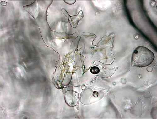 Figure 6: Sea ice algae within brine pockets.