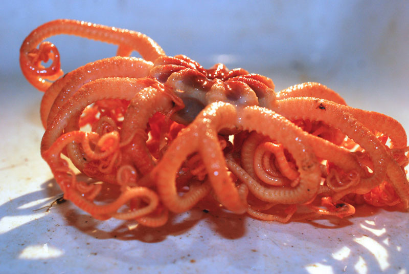 Gorgonocephalus sp., a basket star (Echinodermata: Ophiuroidea).