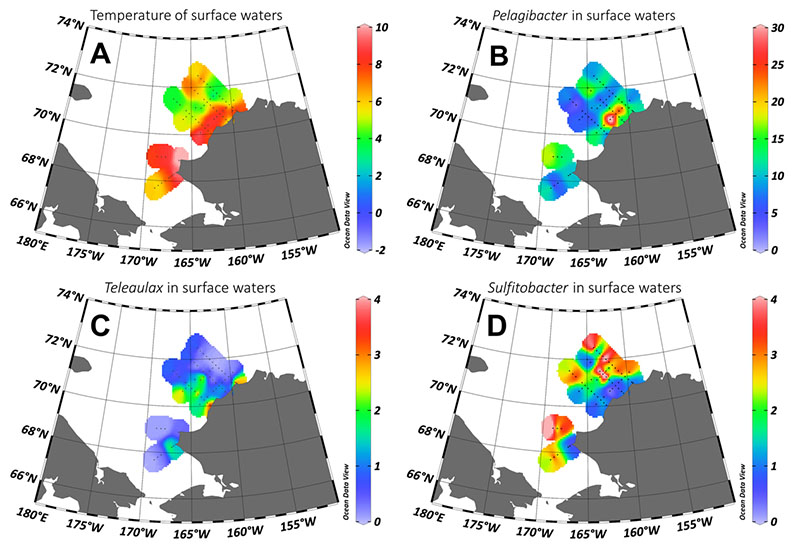 Distributions of temperature (A), and relative abundances Pelagibacter (B), Teleaulax (C), and Sulfitobacter (D) in surface waters (5 meters depth). Here you can see the contrasting distributions of Pelagibacter and Sulfitobacter within the Alaska Coastal Current Distributions of temperature (A), and relative abundances Pelagibacter (B), Teleaulax (C), and Sulfitobacter (D) in surface waters (5 meters depth). Here you can see the contrasting distributions of Pelagibacter and Sulfitobacter within the Alaska Coastal Current