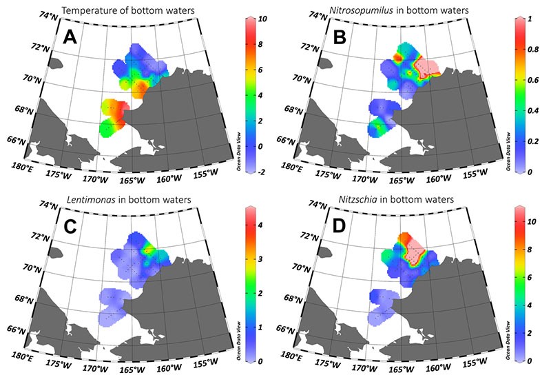 Distributions of temperature (A) and relative abundances of Nitrosopumilus (B), Lentimonas (C), and Nitzschia (D) in near-bottom waters. The presence of the cold and deep Bering-Chukchi Winter Water at the northeasternmost stations is apparent. Relative abundances of Nitrosopumilus, Lentimonas, and Nitzschia are highest in this water mass.
