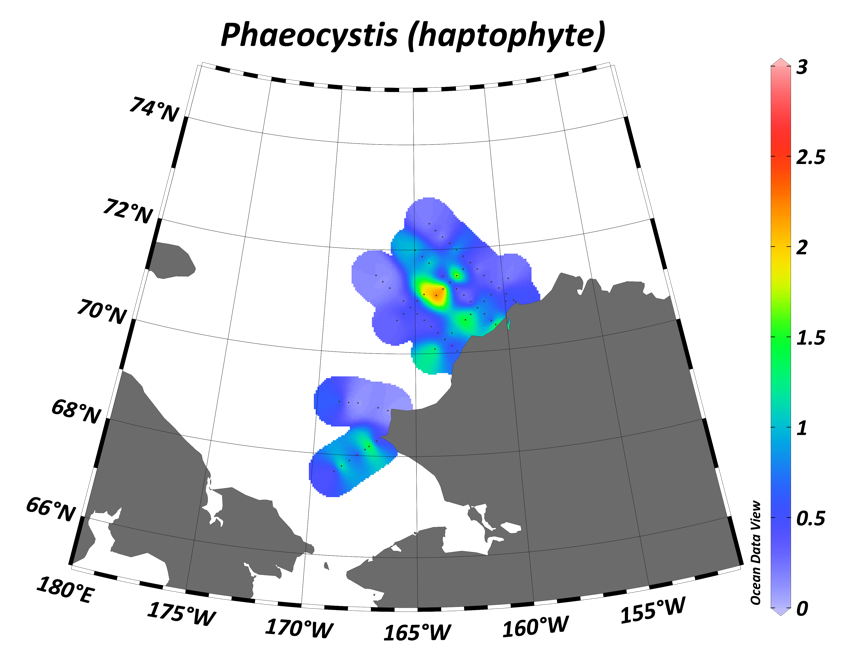 Phaeocystis