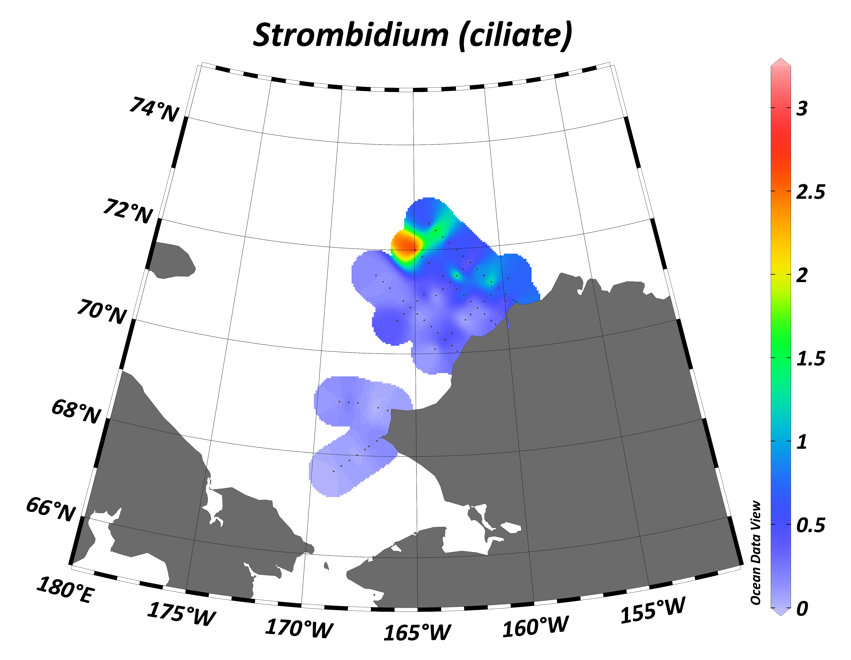 Strombidium