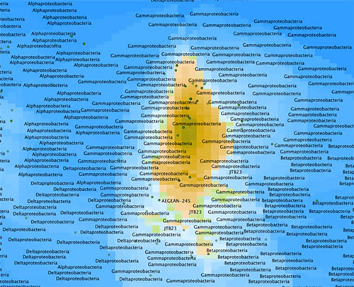 Figure 4: Zoomed in view of map from Figure 3 showing the seawater sample is dominated by a large group called the Gammaproteobacteria.