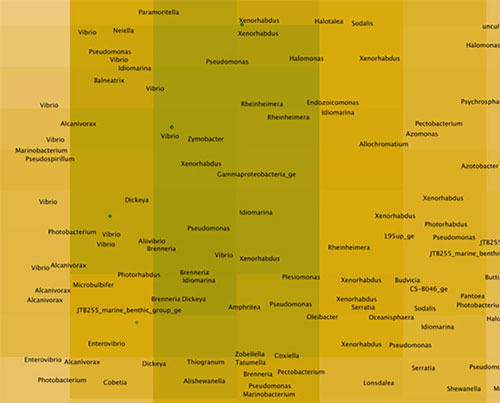 Figure 5: An even closer look at the map in Figure 3, showing that the peak corresponds to bacteria related to Vibrio.