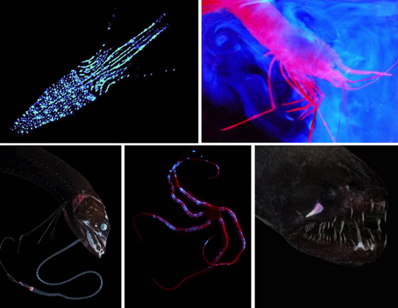 Figure 1: Examples of the various uses of bioluminescence. Upper left) Counterillumination of the bottom surface in the eye-flash squid Abralia veranyi. Upper right) Defensive spew bioluminescence in the shrimp Parapandalus. Lower left) The bioluminescent lure of the barbeled dragonfish Eustomias pacificus. Lower middle) Possible warning bioluminescence in the brittle star Ophiochiton ternispinus. Lower right) Bioluminescent searchlight under the eye of the threadfin dragonfish Echiostoma barbatum.