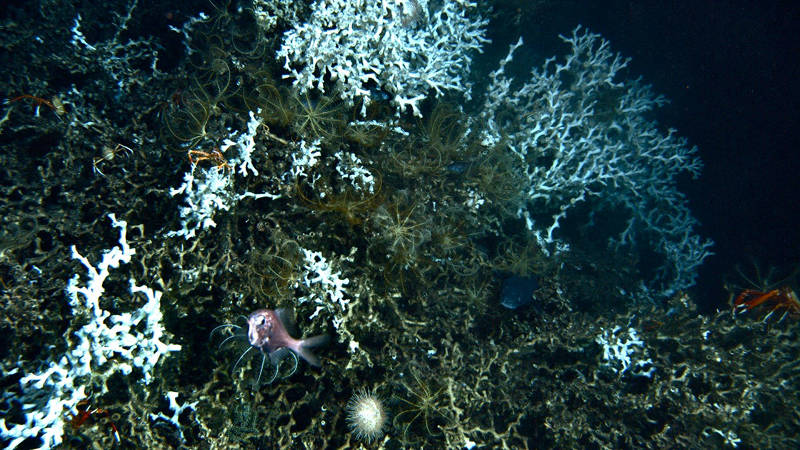 White living colonies of Lophelia pertusa on a build-up of dead branches, accompanied by feather stars (crinoids), red squat lobsters, a sea urchin, and fish