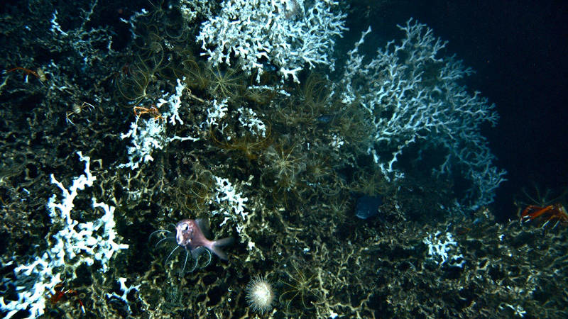 White living colonies of Lophelia pertusa on a build-up of dead branches.