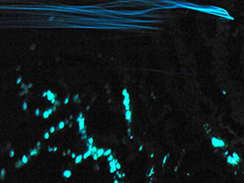 In situ image of blue-green bioluminescence of gold coral with blue bioluminescence from a planktonic animal.