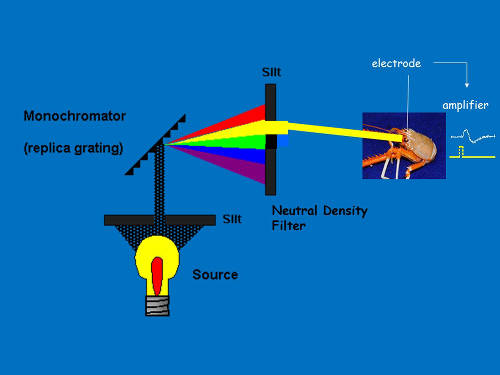 Figure 1. Diagram of monochromatic light