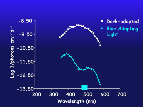 Figure 2. Spectral sensitivity of dark-adapted eye (white) and after chromatic adaptation with blue light (blue line) in a species with putative blue and violet visual pigments.