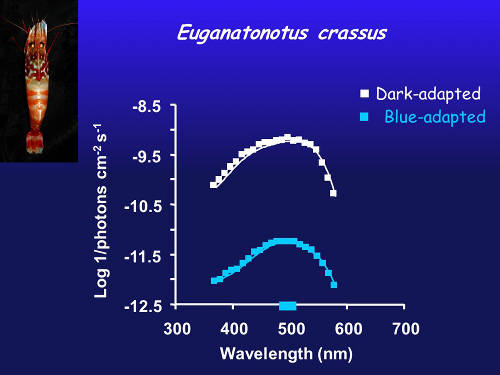 Figure 3. Spectral sensitivity of dark-adapted eye (white) and after chromatic adaptation with blue light (blue line) in a species with a single blue visual pigment.