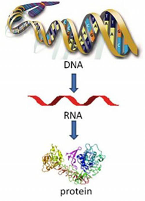 Figure 5. Flow  of genetic information.