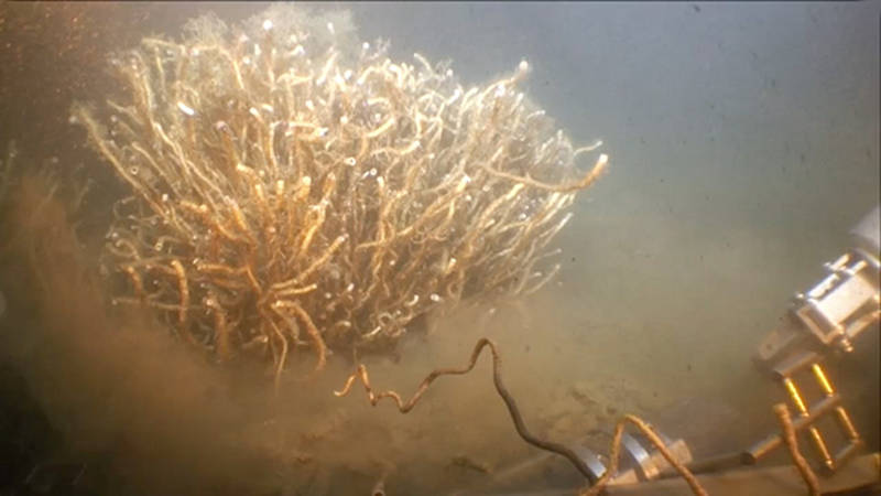 Crab picking food off of tubeworms.