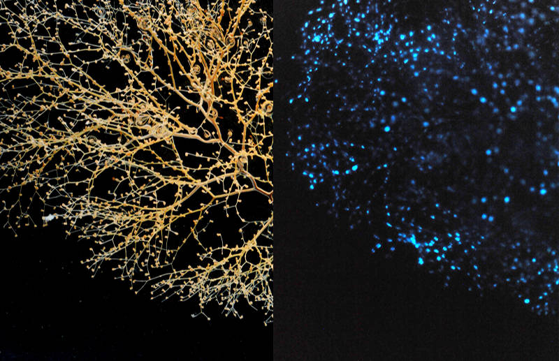 The coral Chrysogorgia under regular white light (left) and with bioluminescence (right).