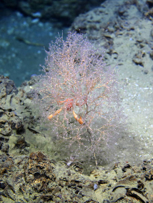 The coral, Chrysogorgia, with the crab, Uroptychus.