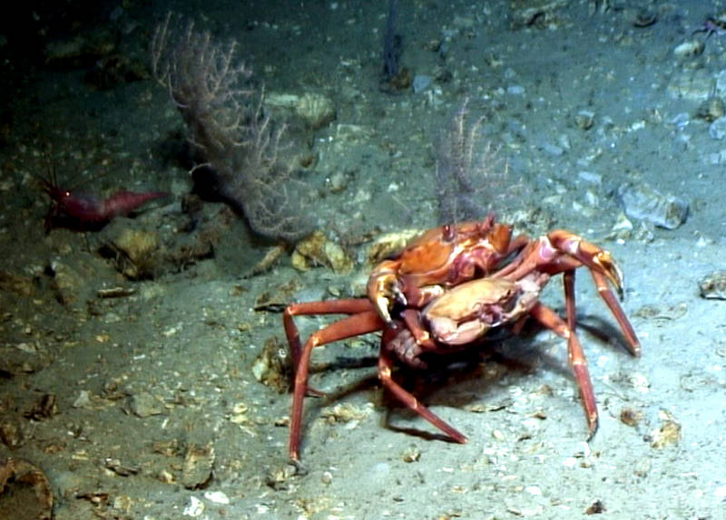 Squat lobsters being studied after collection (left) and in their natural habitat (right).