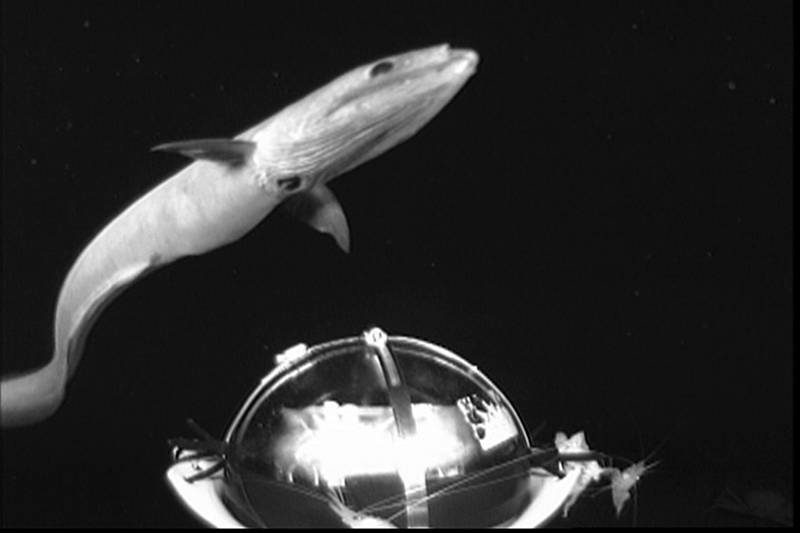 A cutthroat eel, Synaphobranchid, from Medusa video capture.