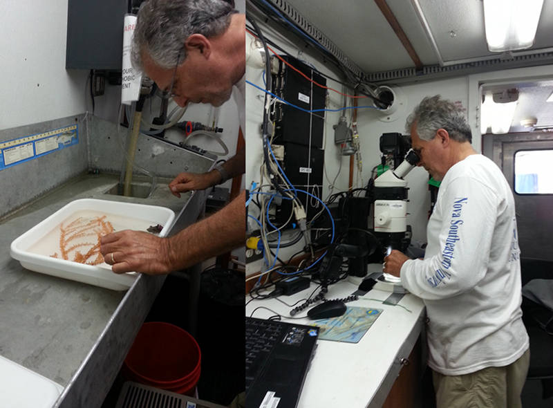 Dr. Charles Messing identifying collected specimens.