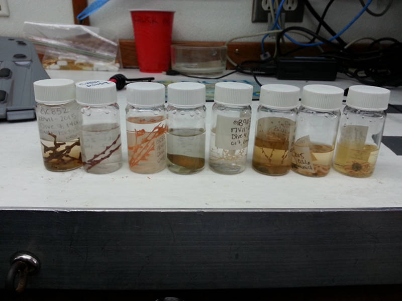 Figure 3: Example of some specimens preserved in 70% ethanol.