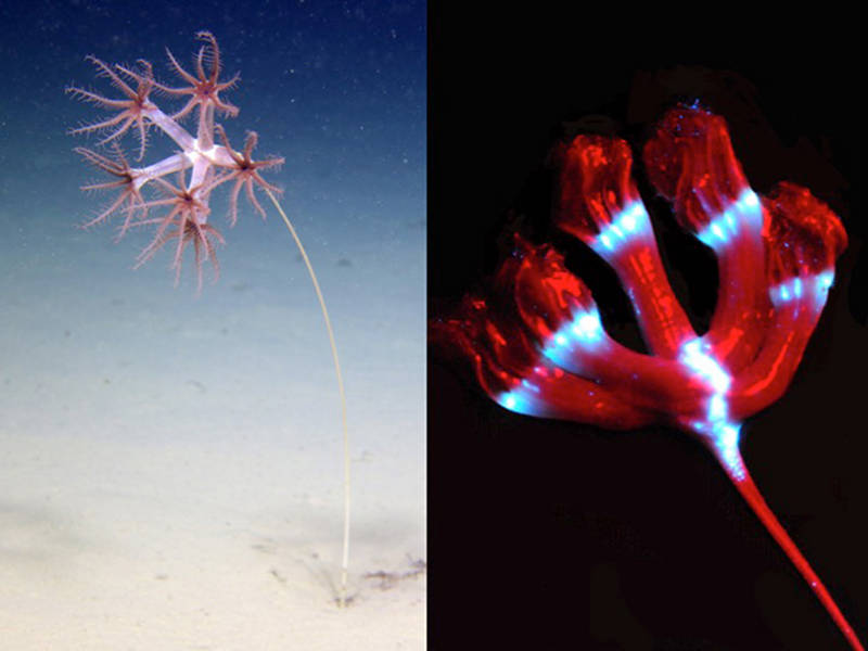 Figure 5: Figure 5: (Left) in situ photograph of a sea pen called Umbellula. (Right) Light emitted from the same animal. Note that the light comes from the base of each polyp (the flower-like structures you see in the right image). Again, a red LED was used to show the shape and position of the animal.