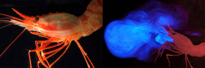 A deep-sea pandalid shrimp and a photo of the same animal ‘vomiting’ light from glands located near its mouth.