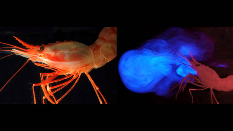 The deep-sea pandalid shrimp Heterocarpus ensifer and a photo of the same animal ‘vomiting’ light from glands located near its mouth.