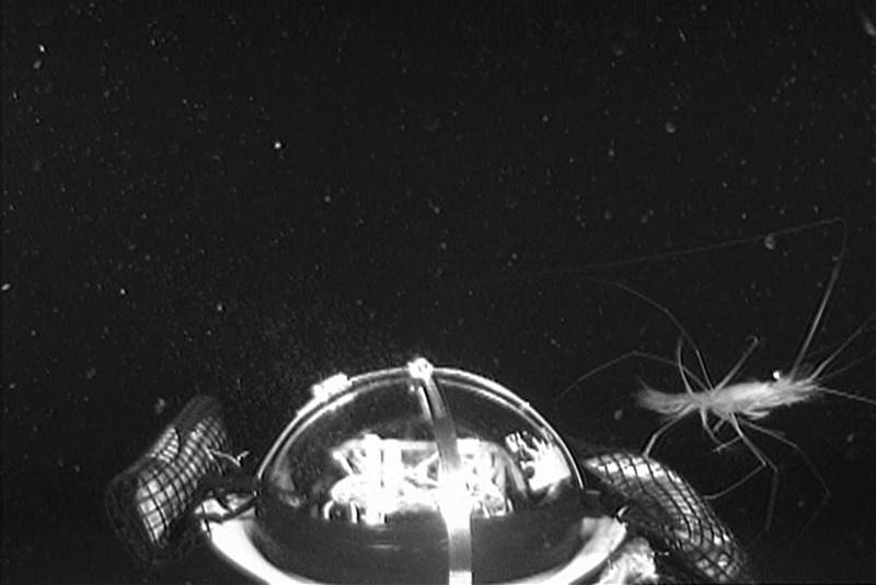 Still frame of a deep-sea shrimp Plesiopenaeus from last Medusa deployment.