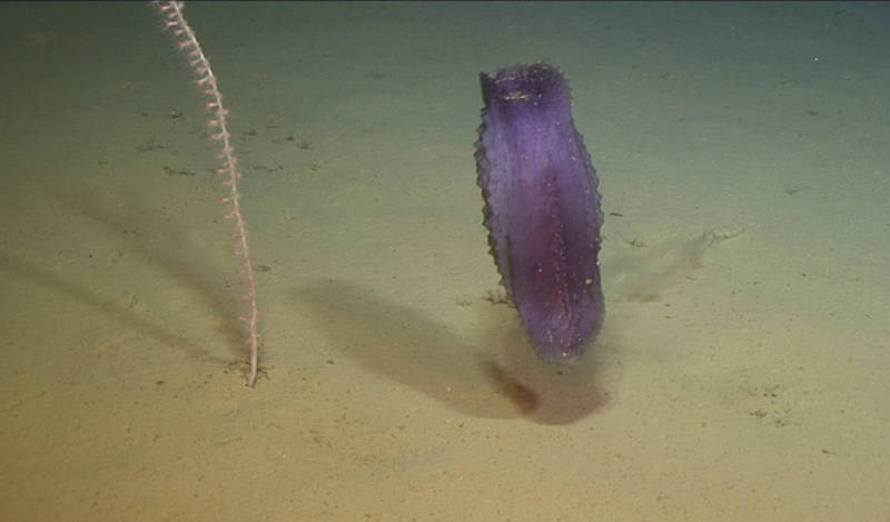 Swimming elasipod holothuroid (sea cucumber).