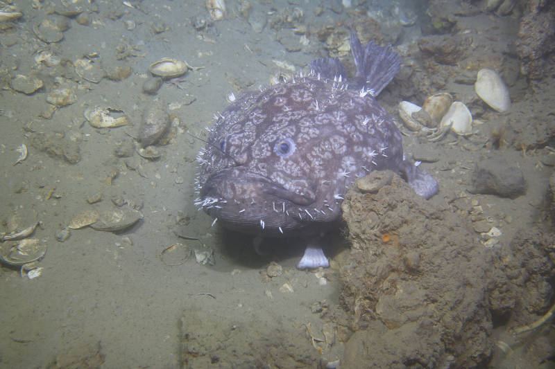 Goosefish.