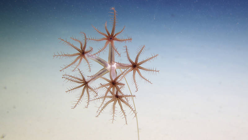 Working as a scientist on a deep-sea expedition offers numerous opportunities for both wonder and satisfaction.