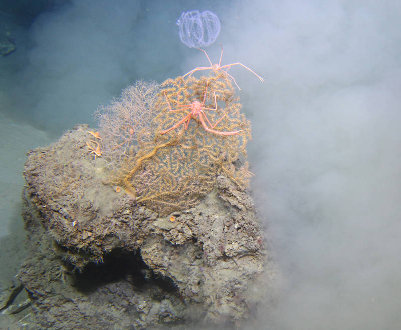 Decapod diversity on a single rock.