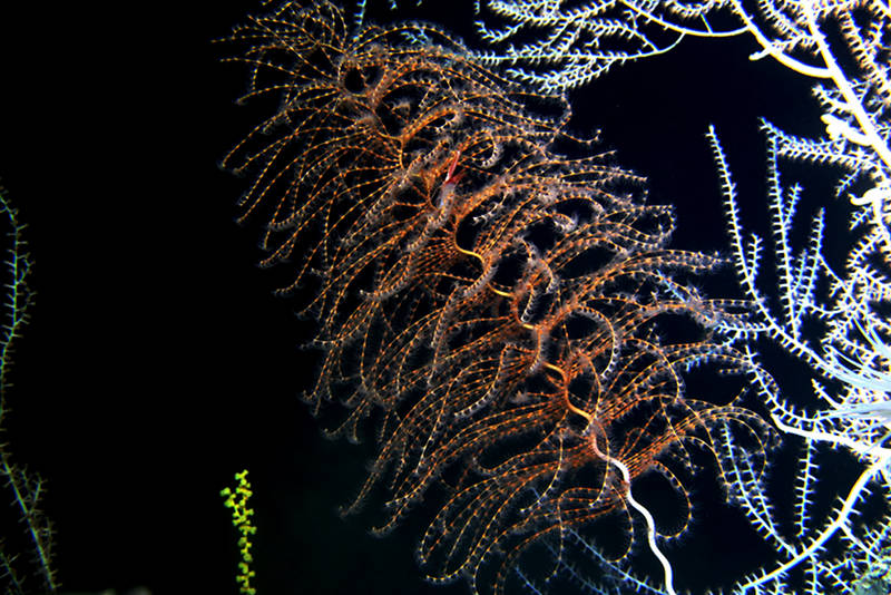 Bathypaleomanella in Iridogorgia coral.