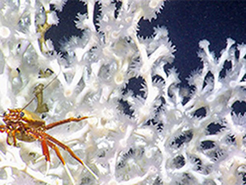 Lophelia coral and squat lobster imaged during the ECOGIG expedition.