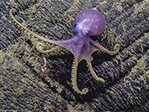 Deep-sea Octopus