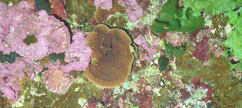 Mesophotic Coral Ecosystems