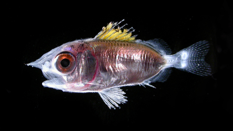 A larval squirrelfish of the Family Holocentridae.